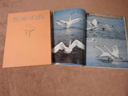 瓢湖の白鳥　羽賀康夫写真集