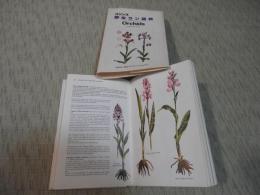コリンズ　野生ラン図典　Orchids　
