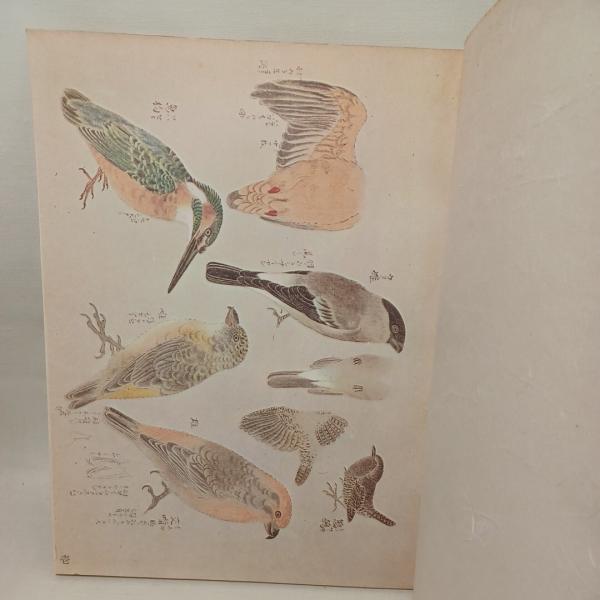 応挙写生帖(円山応挙 著 ; 日本の文様研究会 編) / 古本、中古本、古