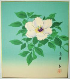 徳力富吉郎木版画色紙　「山芍薬」