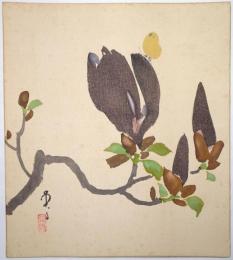 加藤英舟色紙 「木蓮に蝶図」