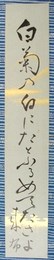 入江来布短冊　「白菊の白にたとふるめでたさよ　来布」