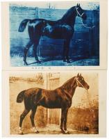 【絵葉書】名馬百姿