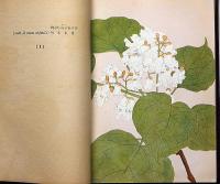 川上嘉市植物圖譜　彩色画