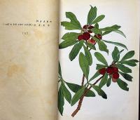川上嘉市植物圖譜　彩色画