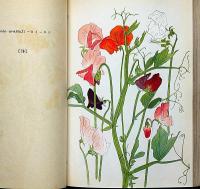 川上嘉市植物圖譜　彩色画