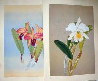 蘭花譜　全2巻　限定五百部