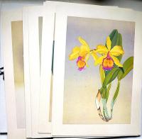 蘭花譜　全2巻　限定五百部