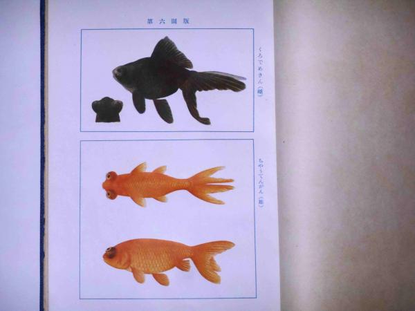 金魚と錦鯉 松井佳一著 金魚と錦鯉 松井佳一著 金魚と錦鯉―鑑賞と飼い方 (1968年) (カラー版
