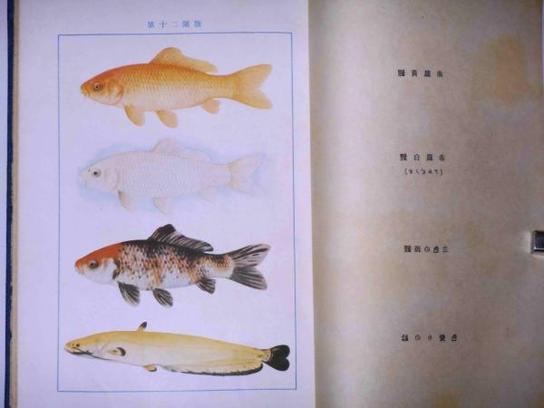 科学と趣味から見た 金魚の研究(松井佳一) / 古本、中古本、古書籍の