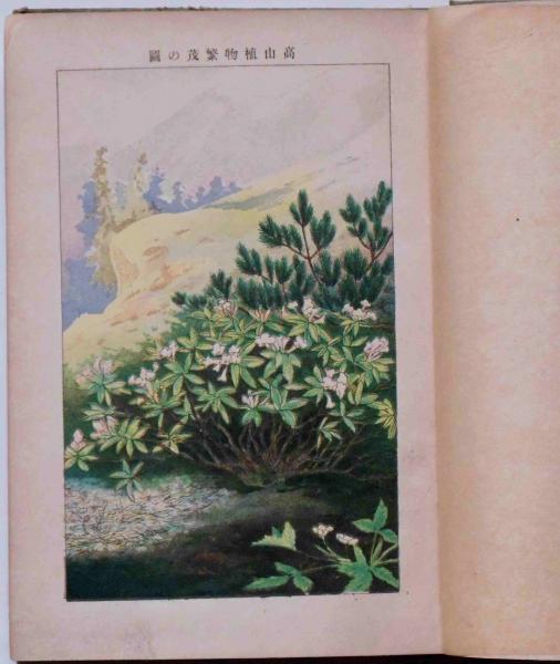 レッド系 続野外植物の研究 牧野富太郎 校訂 - crumiller.com