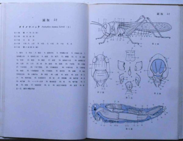 日本動物解剖図説(鹿島文理科大学鹿島高等師範学校博物学会編