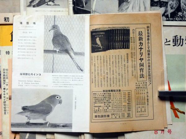 飼い鳥と動物 7巻6号 10巻12号 不揃23冊 赤いカナリア 熱帯魚 カナリア研究会他 柴田健治 内田清之助ほか 古本 中古本 古書籍の通販は 日本の古本屋 日本の古本屋 飼い鳥と動物 7巻6号 10巻12号 不揃23冊 赤いカナリア 熱帯魚 カナリア研究会他 柴田健治 内田清之助ほか 古本 中古本 古書籍の通販は 日本の古本屋 日本の古本屋