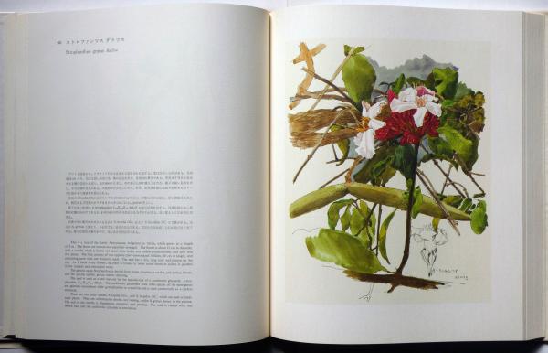 小磯良平 薬用植物画譜