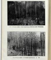 竹林改良法