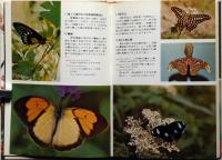 大自然の舞姫　台湾的蝴蝶世界