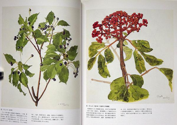 小磯良平、むらさき、高級薬用植物画、版上サイン入り、新品額付