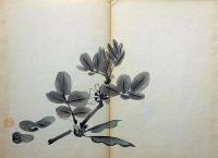 景年習画帖・第二巻　木版刷