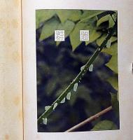 昆虫写真生態　Ⅰ　西ヶ原刊行会