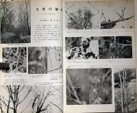植物と自然　3冊　第1巻2号・5巻9号・7巻3号