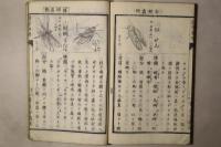 通常動物 全
