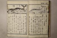 通常動物 全