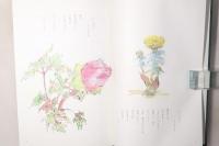 茶花(四季おりおりの茶花)
