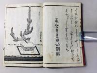 正風遠州流 挿花松之翠