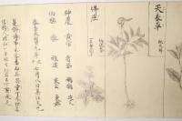 馬医図巻(馬医草紙)