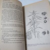 Common Medicinal Plants of the Cordillera Region