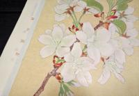 京都園芸第三十輯別刷　左近桜
