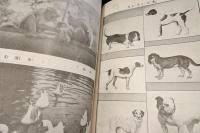 動物グラフ　三月號