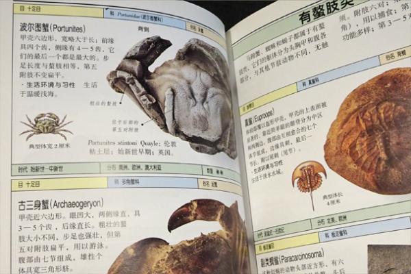 化石 (自然珍蔵図鑑叢書)(Cyril Walker他：著/谷祖鋼：他訳