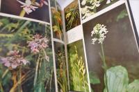 台灣蘭科植物　　NATIVE　ORCHIDS　OF　TAIWAN