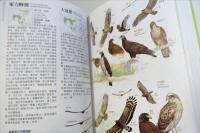 台湾野鳥手絵図鑑
