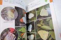 台灣低海拔蝴蝶辨識手冊
