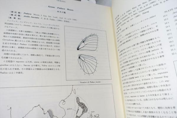 東南アジア島嶼の蝶 : 図鑑(塚田悦造 編) / フォルモサ書院