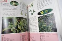 台灣野花365天　春夏篇
