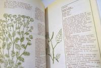 la curacion con plantas y arbustos