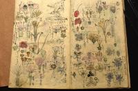 木梨延太郎 明治期の青森における植物関連資料