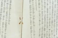 善導大師　―千二百五十年遠忌記念―