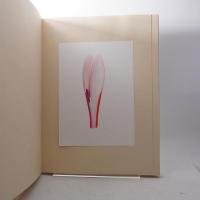 絵次元 展翅箱 渋澤龍彦文 オリジナル１点・サイン入付