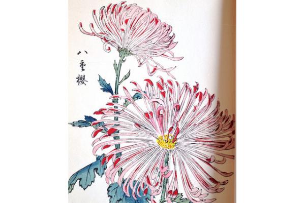 契花百菊 巻之一(長谷川契華) / 古本、中古本、古書籍の通販は 契花百菊 巻之一(長谷川契華) / 古本、中古本、古書籍の通販は