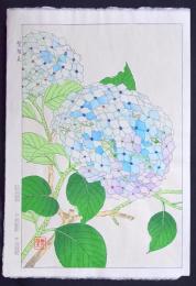 花こよみ？ 紫陽花 アジサイ  河原崎奨堂