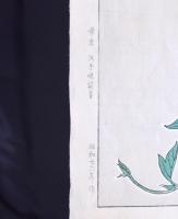 朝顔  河原崎奨堂