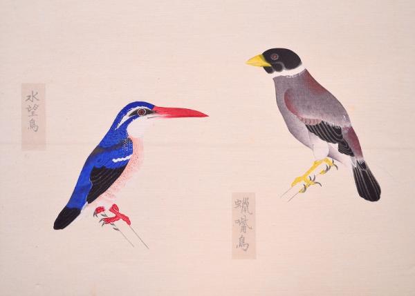 柳里恭鳥類譜(西沢笛畝 編) / 赤尾照文堂 / 古本、中古本、古
