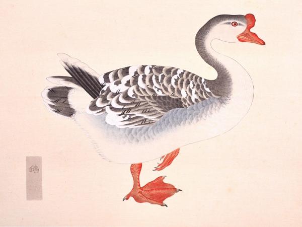 柳里恭鳥類譜(西沢笛畝 編) / 赤尾照文堂 / 古本、中古本、古