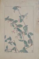 非水百花譜 分売 う   忍冬 すいかづら