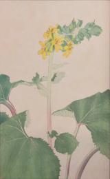 杉浦非水 非水百花譜 分売89：をたからこう（男寳香）