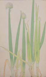杉浦非水 非水百花譜 分売 ア ：ねぎ 葱